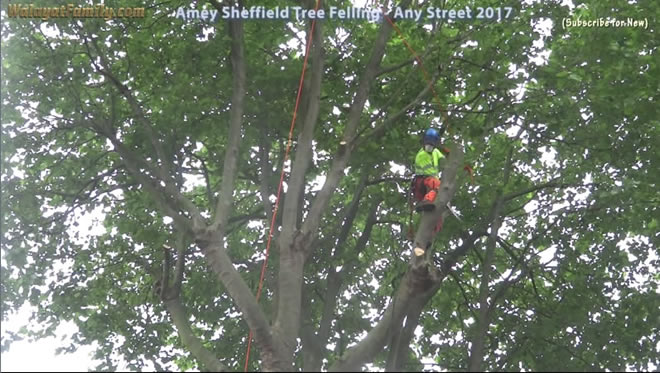 Sheffield Street Trees - Amey / Labour City Council Tree Felling 2017